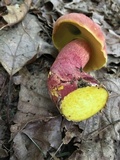 Boletus pallidoroseus image