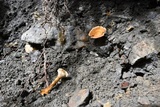 Coltricia perennis image