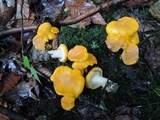 Cantharellus flavus image