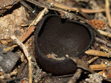 Pseudoplectania nigrella image