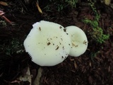 Russula raoultii image