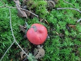Russula silvicola image