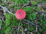 Russula silvicola image
