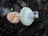 Russula ochroleucoides image