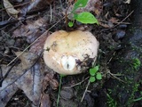 Russula ochroleucoides image