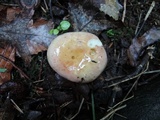 Russula ochroleucoides image