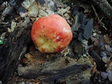 Russula flavisiccans image