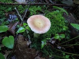 Russula paludosa image