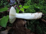 Russula paludosa image