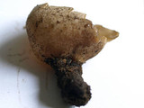 Tarzetta catinus image