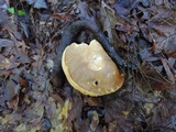 Xanthoconium affine image