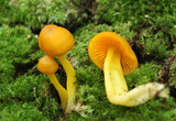 Humidicutis marginata image
