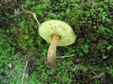 Boletellus chrysenteroides image