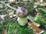 Tylopilus rubrobrunneus image