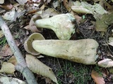 Tylopilus rubrobrunneus image