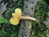 Phylloporus leucomycelinus image