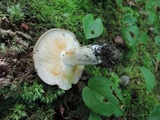 Lyophyllum fuligineum image
