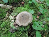 Lyophyllum fuligineum image