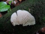 Crepidotus applanatus image