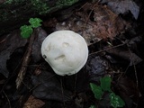 Clitopilus prunulus image