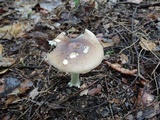 Amanita solaniolens image