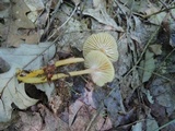 Hygrocybe laeta var. laeta image