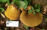 Boletinellus merulioides image