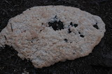 Hydnellum peckii image