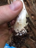 Cortinarius caperatus image