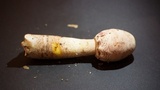 Leucoagaricus americanus image