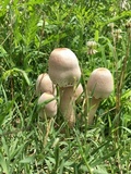 Leucoagaricus americanus image