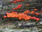 Hormomyces aurantiacus image