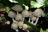 Coprinopsis variegata image