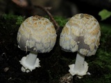 Coprinopsis variegata image