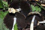 Coprinopsis variegata image