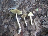 Inocybe rimosa image