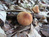 Cortinarius distans image