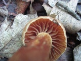 Cortinarius distans image