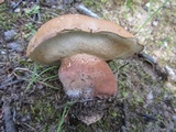 Tylopilus ferrugineus image