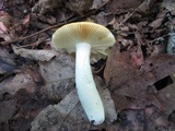 Russula ochroleucoides image