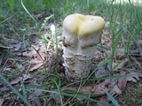 Hypomyces hyalinus image