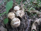 Hypomyces hyalinus image