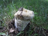 Hypomyces hyalinus image