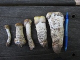 Hypomyces hyalinus image