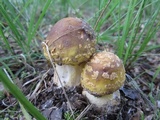 Amanita flavorubens image