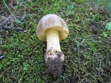 Amanita flavorubens image