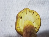 Amanita flavorubens image