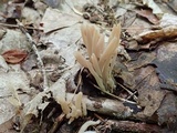 Clavaria fumosa image