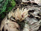 Clavaria fumosa image