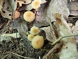 Hygrocybe laeta var. laeta image